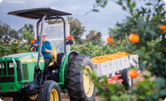 Sweet Valley Citrus Satsuma Harvest