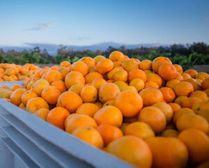 Sweet Valley Citrus Satsuma Harvest