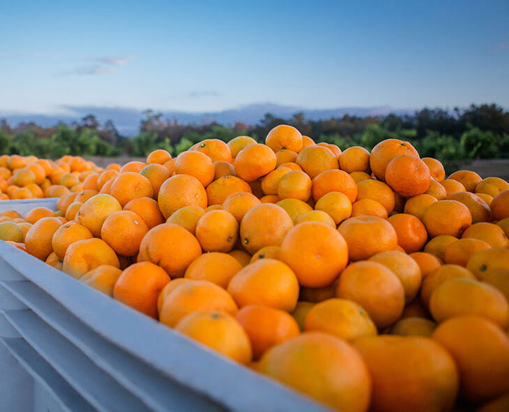 Sweet Valley Citrus Satsuma Harvest