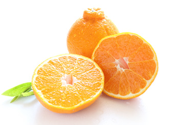 Sweet Valley Citrus Satsuma