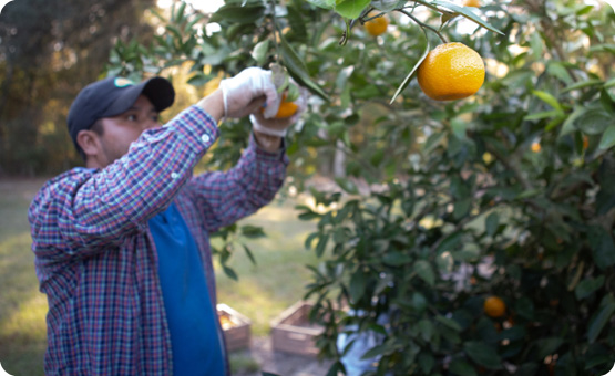 Sweet Valley Citrus Satsuma