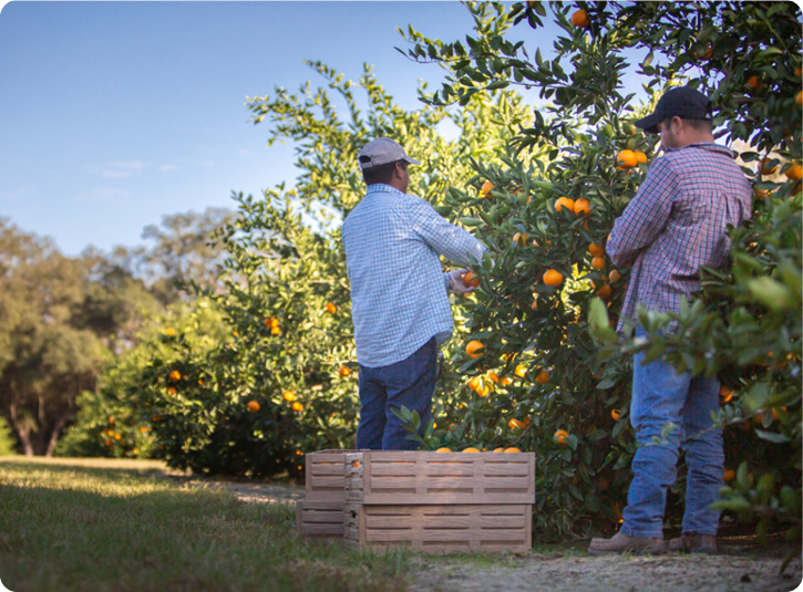 Sweet Valley Citrus Satsuma Harvest