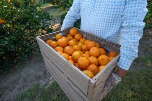 Sweet Valley Citrus Satsuma Harvest